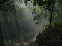 dense-forest-dhikala
