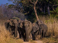 elephant in dhikala corbett
